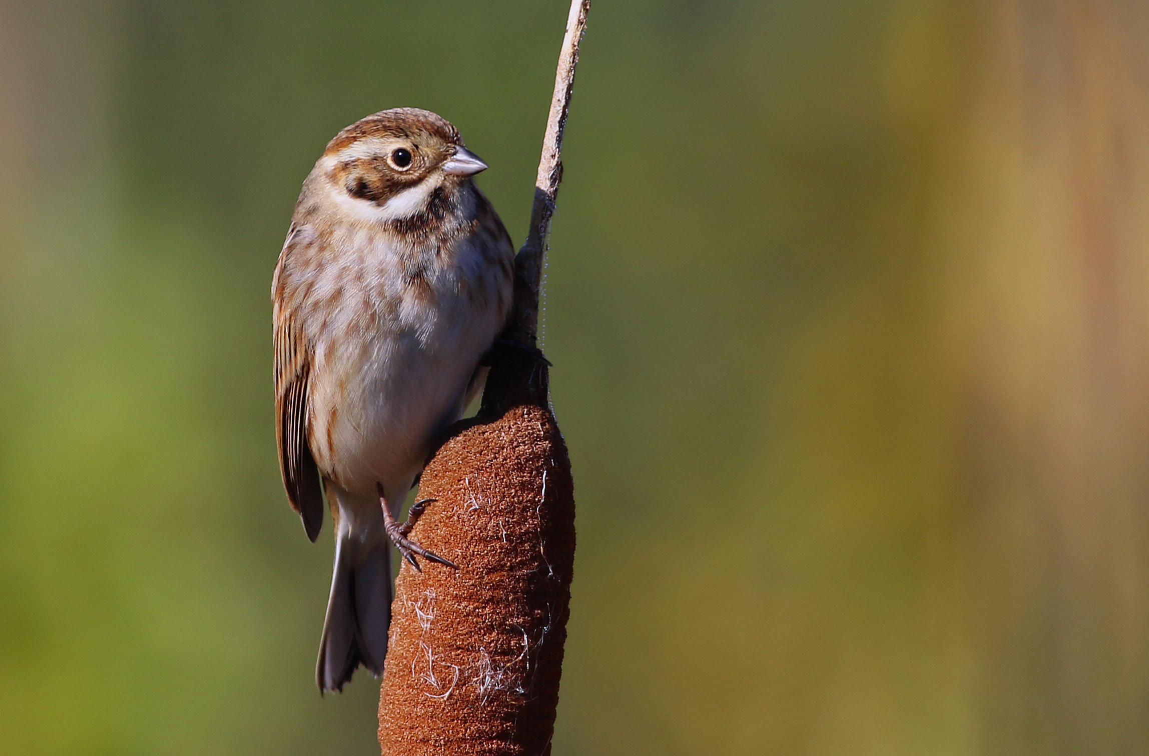 Reed Bunting